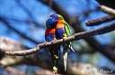 087Parrot rainbow bisoux 1.jpg